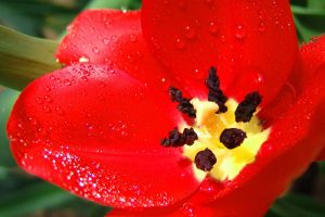 Ultra Red Flower
