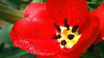 Ultra Red Flower