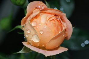 Wet Rose Bloom
