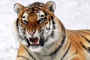 Wild Tiger Predator 3D HD Wallpaper Download Wallpapers