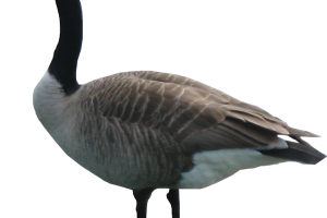 HD Goose PNG Image HD Wallpapers Download For Android Mobile