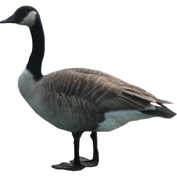HD Goose PNG Image HD Wallpapers Download For Android Mobile