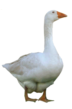 3D White  Goose PNG Image HD Wallpapers Download For Android Mobile