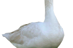3D White  Goose PNG Image HD Wallpapers Download For Android Mobile