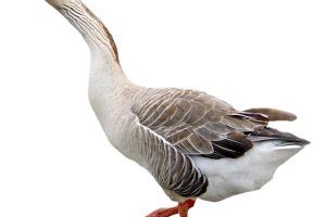 Goose Transparent Walking PNG Image HD Wallpapers Download For Android Mobile