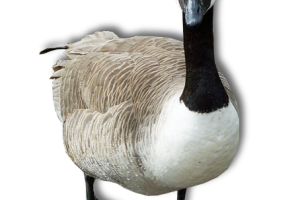 Fat Walking Goose Transparent Image PNG Image HD Wallpapers Download For Android Mobile