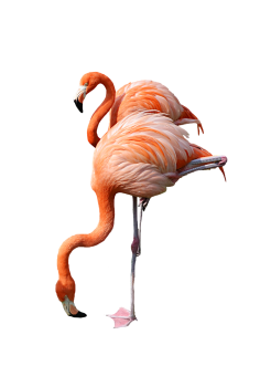 Two Cute  Flamingo Walking in River HD Wallpaper Download For Android Mobile Wallpapers HD For I Phone Six Free Download