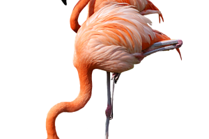 Two Cute  Flamingo Walking in River HD Wallpaper Download For Android Mobile Wallpapers HD For I Phone Six Free Download