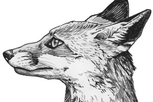 3D Fox Sketch PNG Image HD Wallpapers Download For Android Mobile