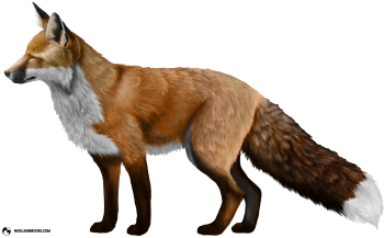 HD  Fox PNG Image HD Wallpapers Download For Android Mobile