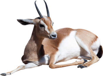3D Gazelle PNG Image HD Wallpapers For Android