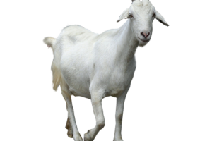 Young White  Goat PNG Image HD Wallpaper Download For Android Mobile Wallpapers HD For I Phone Six Free Download