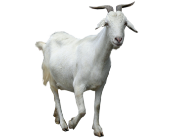 Young White  Goat PNG Image HD Wallpaper Download For Android Mobile Wallpapers HD For I Phone Six Free Download