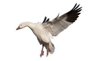 Landing  White  Goose  PNG Image HD Wallpaper Download For Android Mobile Wallpapers HD For I Phone Six Free Download