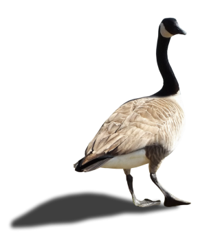 Walking Goose PNG Image HD Wallpapers Download For Android Mobile