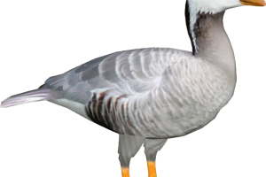 Baby White  Goose PNG Image HD Wallpapers Download For Android Mobile