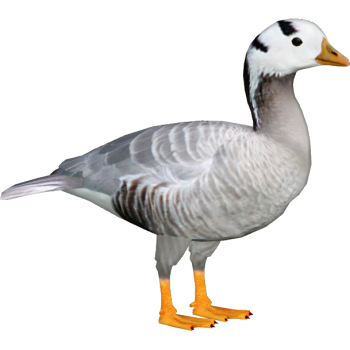 Baby White  Goose PNG Image HD Wallpapers Download For Android Mobile