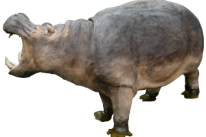 3D Hippopotamus PNG Image HD Wallpaper Download For Android Mobile Wallpapers HD For I Phone Six Free Download