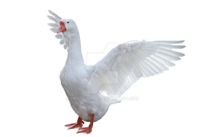 3D Transparent  White Goose  PNG Image HD Wallpapers Download For Android Mobile