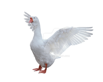 3D Transparent  White Goose  PNG Image HD Wallpapers Download For Android Mobile