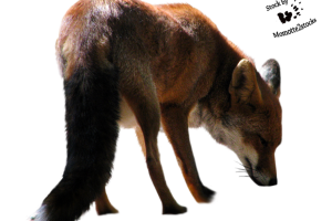 Transparent Fox PNG Image HD Wallpapers Download For Android Mobile