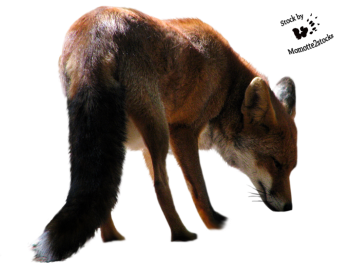Transparent Fox PNG Image HD Wallpapers Download For Android Mobile