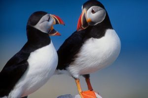 A Pair Of Puffins