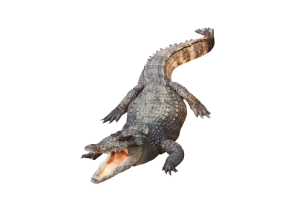 Alligator File
