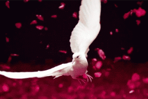 Amazing White Dove In Flight Animated Gif