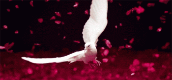 Amazing White Dove In Flight Animated Gif