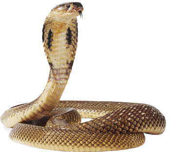 Indian  Anaconda PNg Image HD Wallpapers For Android