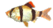 Animated Barb Fish Nice