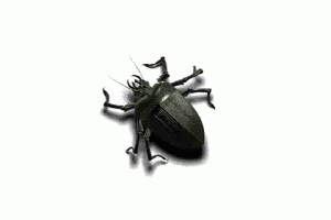 Animated Beetle Bug Cool Image