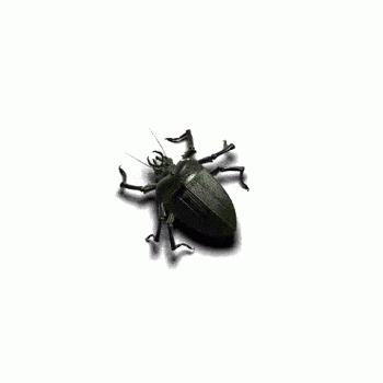 Animated Beetle Bug Cool Image
