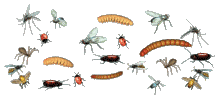 Animated Bugs