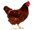 Animated Chicken Rooster Gif Sweet