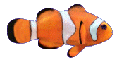 Animated Clown Fish Nice Moving Image Gif Image Download For Android Mobile Wallpaper in Gif Format Moving Image Download For Free