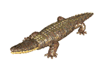 Animated Crocodile Gif