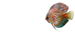 Animated Discus Fish Super Nice Gif Image Download For Android Mobile Wallpaper in Gif Format Moving Image Download For Free