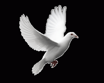 Animated Dove Gif Moving Image