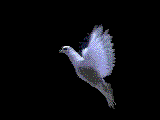 Animated Dove Nice Gif Image Download For Android Mobile Wallpaper in Gif Format Moving Image Download For Free