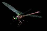 Animated Dragonfly Gif Nice