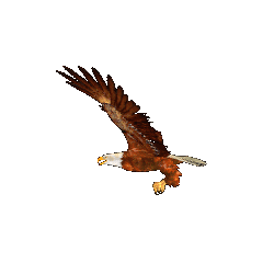 Animated Eagle Gif Download Gif Image Download For Android Mobile Wallpaper in Gif Format Moving Image Download For Free