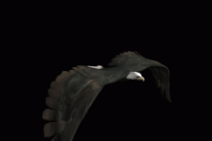 Animated Eagle Gif Moving Image