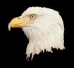 Animated Eagle Gif
