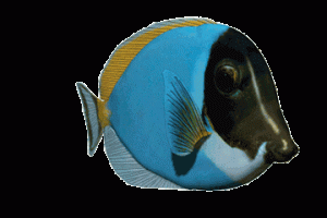 Animated Emperor Fish