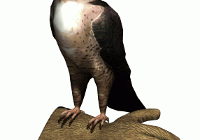Animated Falcon Eagle Gif Cool Image