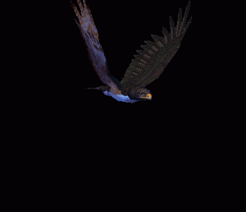 Animated Hawk Eagle Gif