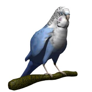 Animated Parrot Gif Cool Image