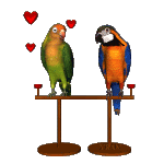 Animated Parrot Gif Super